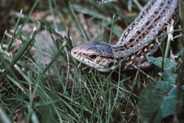 istock A garden lizard hides in the green grass 963814826