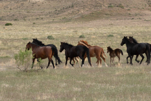 istock Herd of Wild Horses in the Desert 963814976