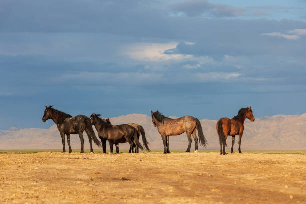 istock Herd of Wild Horses in the Desert 963815352