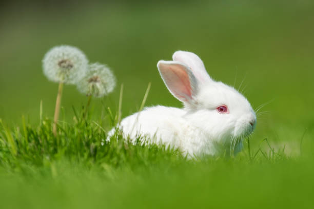 istock Newborn piglet on spring green grass 963820614