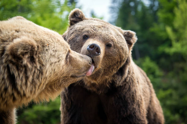 brown bears in forest, giving a kiss - bear animal kissing forest imagens e fotografias de stock