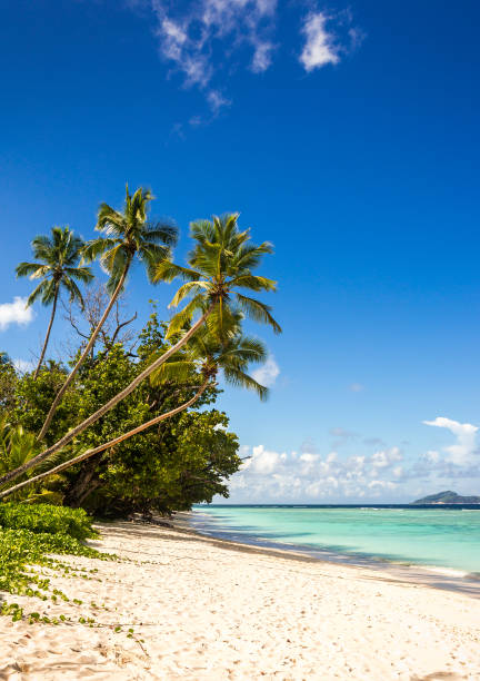 istock Idyllic scenery of sandy beach in the Seychelles 963821374