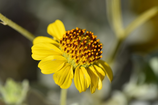 Closeup of a yellow flower.