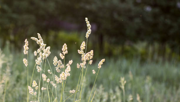 istock High grass on a summer green meadow filled with light 963823920