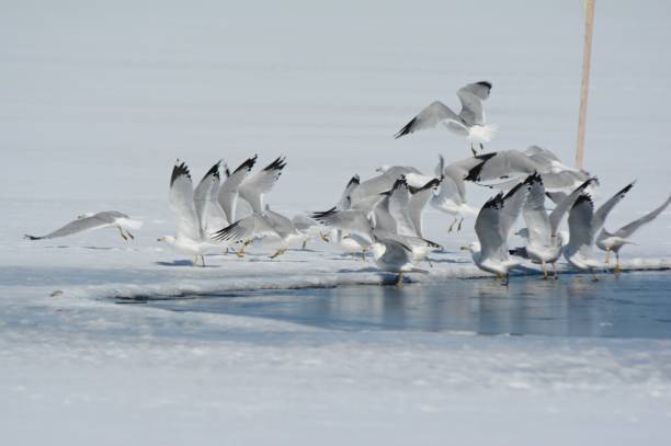 istock Ring Billed Gulls Lifting Off Lake 963827440