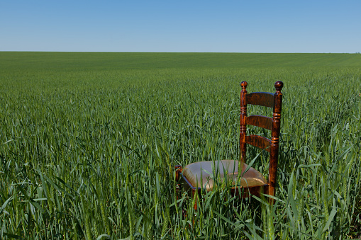mahogany chair with a golden seat on a green wheat field under a clear blue sky on a bright sunny summer day