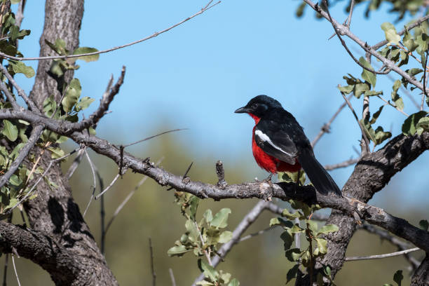 A crimson-breasted shrike perched in a bush