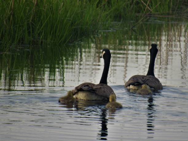 istock Father & Mother Goose  Wiith Baby 963831698
