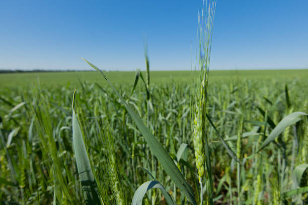 istock Wheat spikes in the foreground of a field under a blue clear sky 963833112
