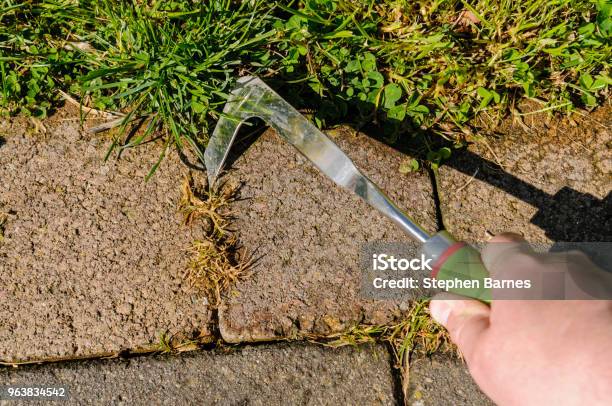 Using A Patio Knife To Remove Weeds From Cracks In Paving On A Patio Stock Photo - Download Image Now
