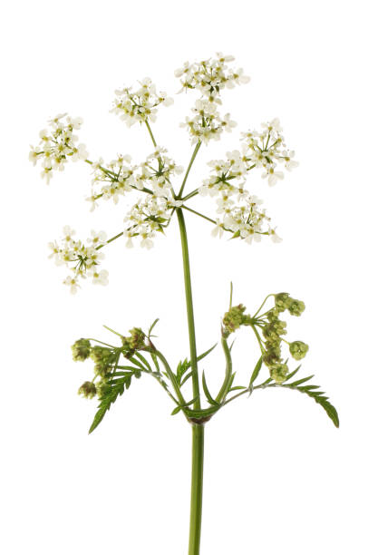 Cow parsley Cow parsley flowers and foliage isolated against white cow parsley stock pictures, royalty-free photos & images