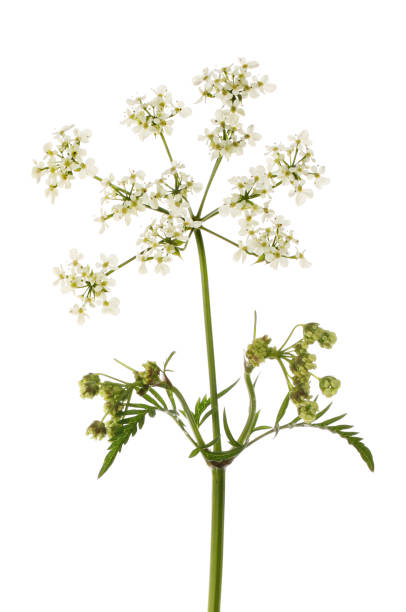 cow parsley - cow parsley imagens e fotografias de stock