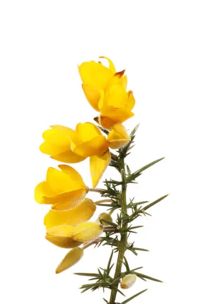 Gorse flowers and prickly foliage isolated against white