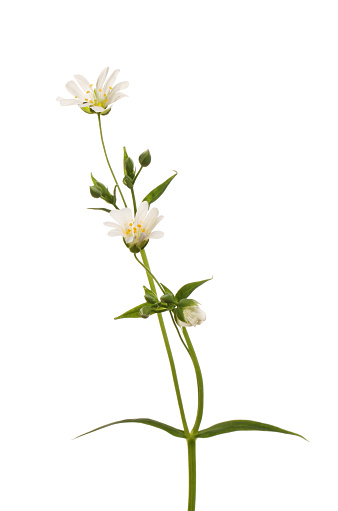 Greater stichwort, Stellaria holostea, flowers and foliage isolated against white
