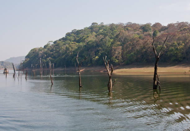 istock Landscape of Periyar Tiger Reserve 963838404