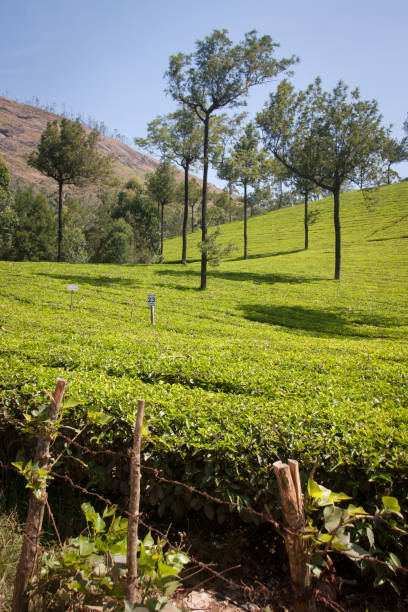 istock Landscape of Munnar Kerala 963839284