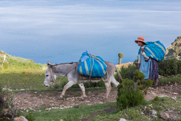 las mujeres con una mula en isla del sol (isla del sol), lago titicaca, bolivia. - donkey mule ass lake fotografías e imágenes de stock