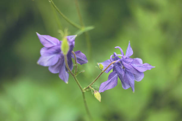 庭のクローズ アップで青い鐘 - campanula close up flower potted plant ストックフォトと画像