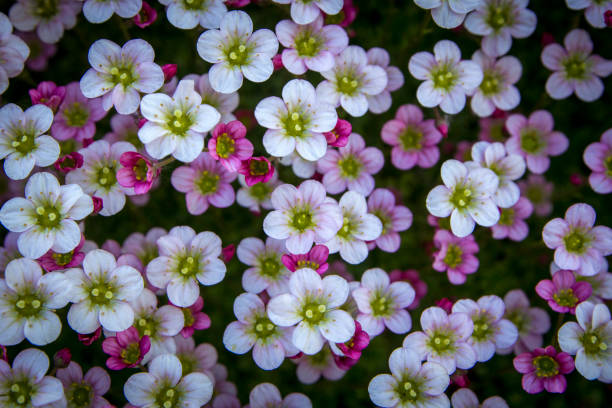 Small white and pink saxifrage on dark background with soft focus, top view. Beautiful flowers on summer template floral background.
