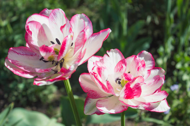 istock Two white tulips with red border in the garden 963847900