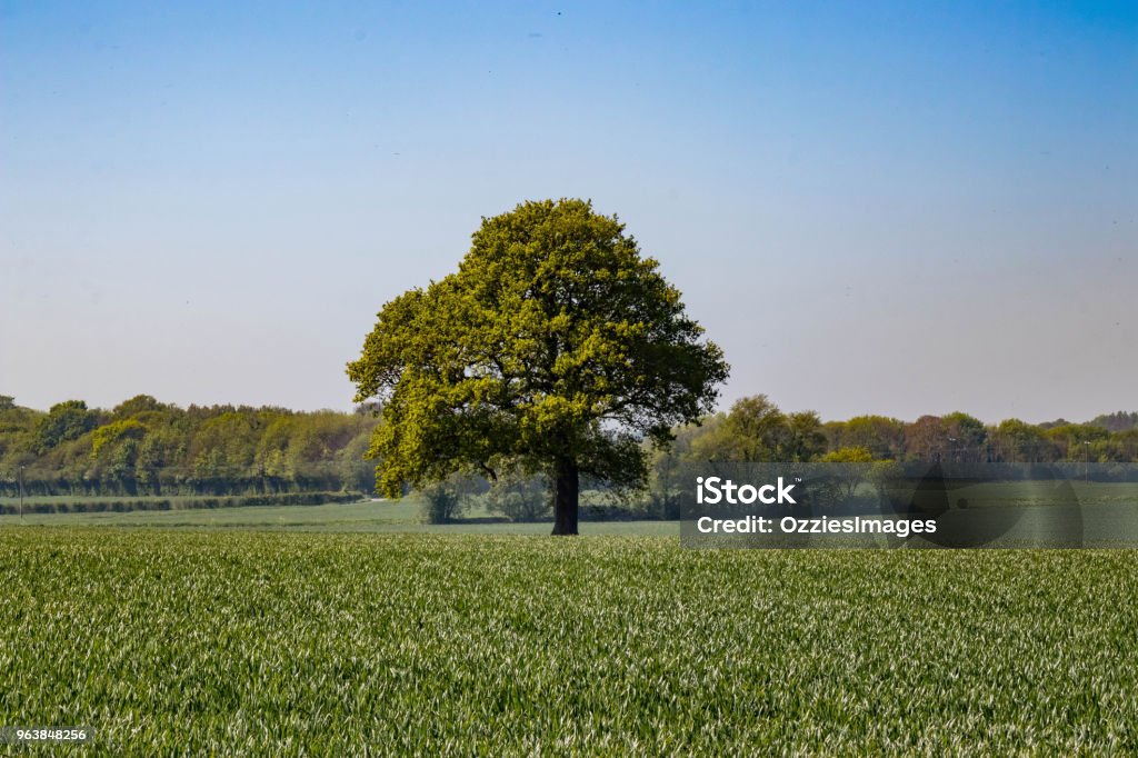 Lone Tree in a Field Agricultural Field Stock Photo