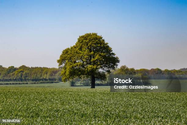 Lone Tree In A Field Stock Photo - Download Image Now - Agricultural Field, Green Color, Horizontal