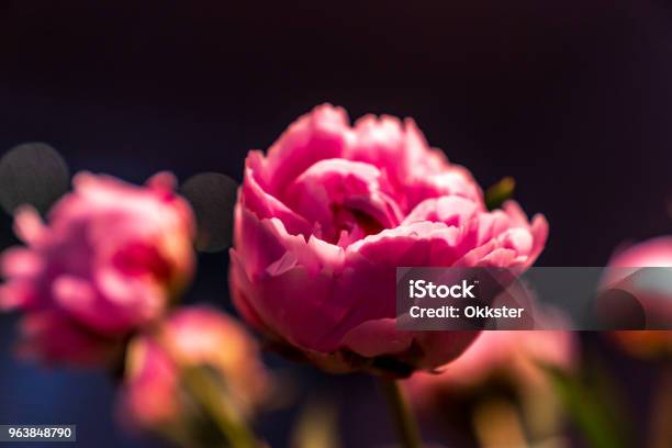 Peony Flowers In Light Stock Photo - Download Image Now - Backgrounds, Beauty, Black Color