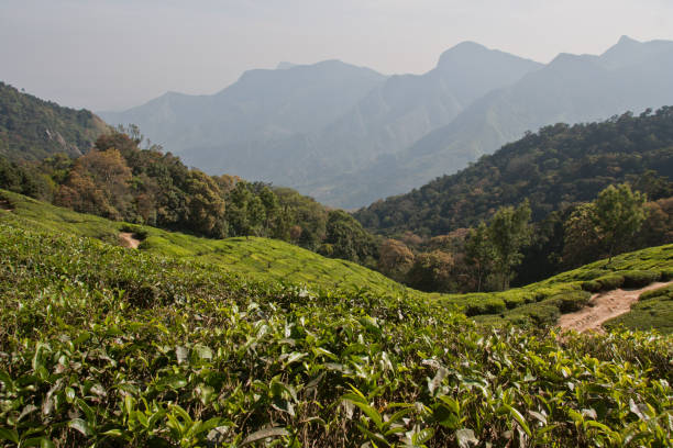 istock Lush green landscape of Munnar 963850982