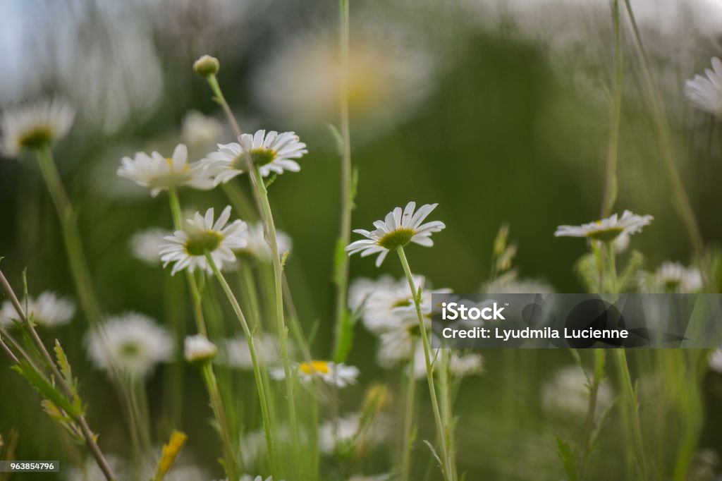 Chamomile Field and forest daisies Agricultural Field Stock Photo