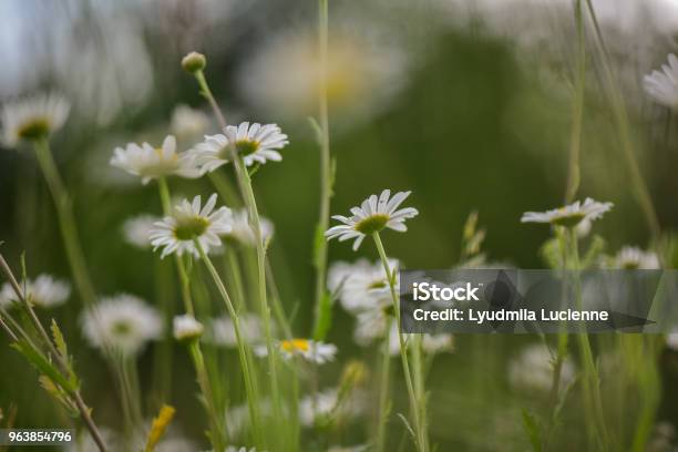 Chamomile Stock Photo - Download Image Now - Agricultural Field, Bright, Daisy