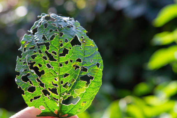 istock A leaf of a tree is eaten by a caterpillar on a white background 963858034