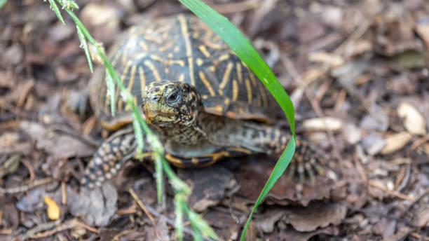 istock View Of Turtle Through the Leafs on Day time 963861836