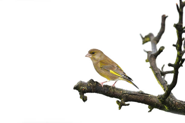 hembra verde pinzón (carduelis chloris) - green finch fotografías e imágenes de stock