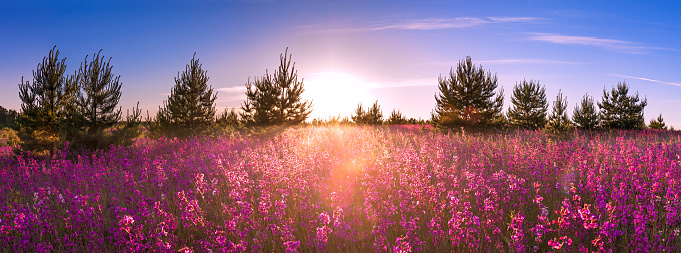 beautiful summer landscape with the blossoming meadow, sunrise