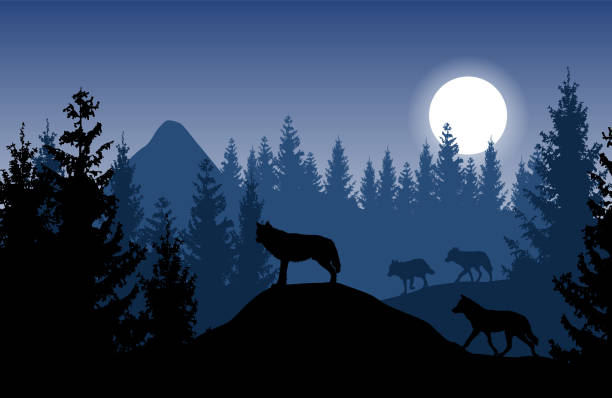 blaue vektor landschaft mit einem rudel wölfe in dichten wald mit leuchtenden mond. - silhouette landscape cliff mountain stock-grafiken, -clipart, -cartoons und -symbole