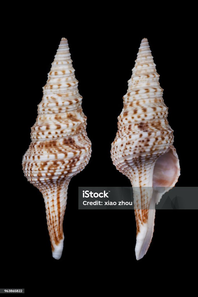 Lophiotoma acuta/marbled turrid Other family shells album Sea Stock Photo