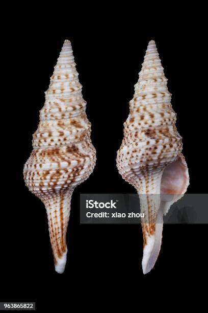 Lophiotoma Acuta Marbled Turrid Stock Photo - Download Image Now - Sea, Animal Shell, Asia