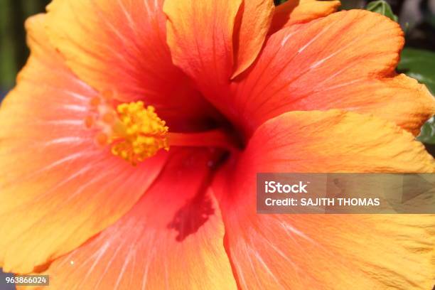 Hibiscus Stock Photo - Download Image Now - Beauty In Nature, Canada, Flower