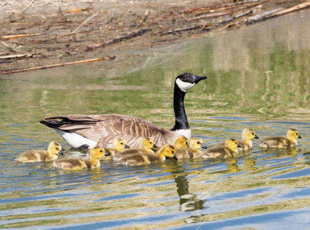 istock Mother and Baby Geese 963868888
