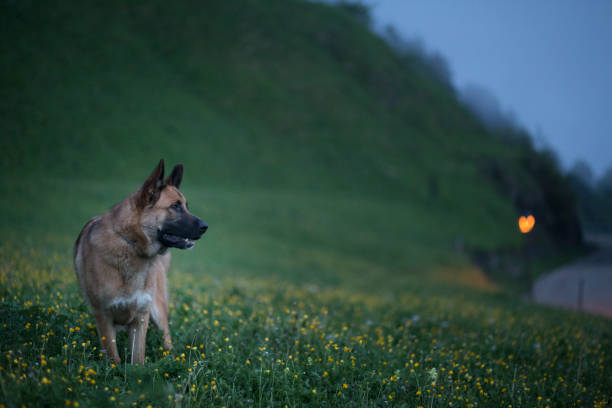 Dog in rural landscape Dog in a rural landscape at dusk. spanish mastiff puppies stock pictures, royalty-free photos & images
