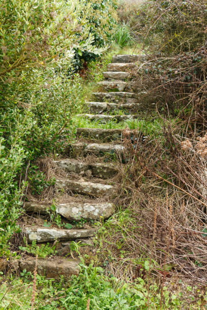 istock Old stairs disused in vegetation 963871348