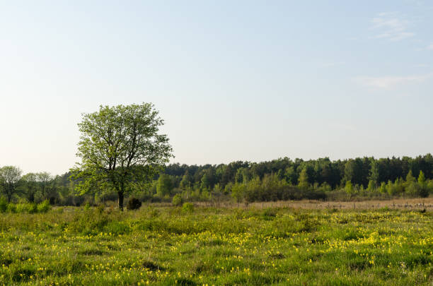 istock Tree in a beautiful meadow by spring season 963881888