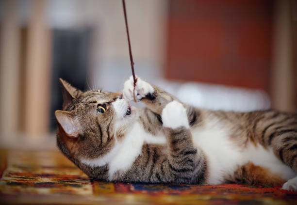 istock The striped cat with white paws, plays on a carpet 963882140