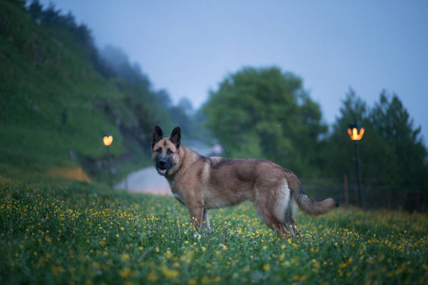 Dog in the field Large dog in a field of yellow flowers with rural landscape in the background at dusk. spanish mastiff puppies stock pictures, royalty-free photos & images