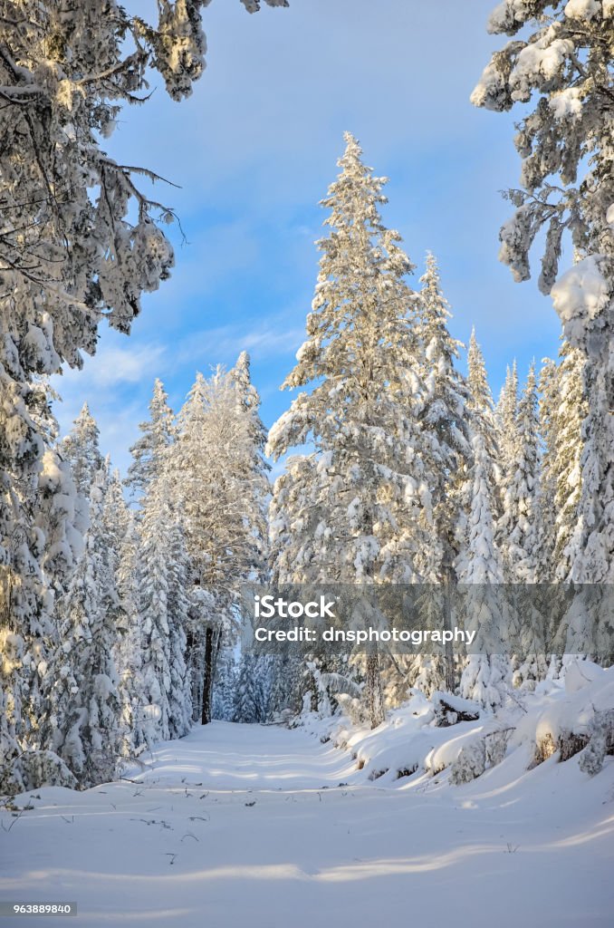 Snow covered forest winter A snow covered forest road hiking trail in winter Blue Stock Photo