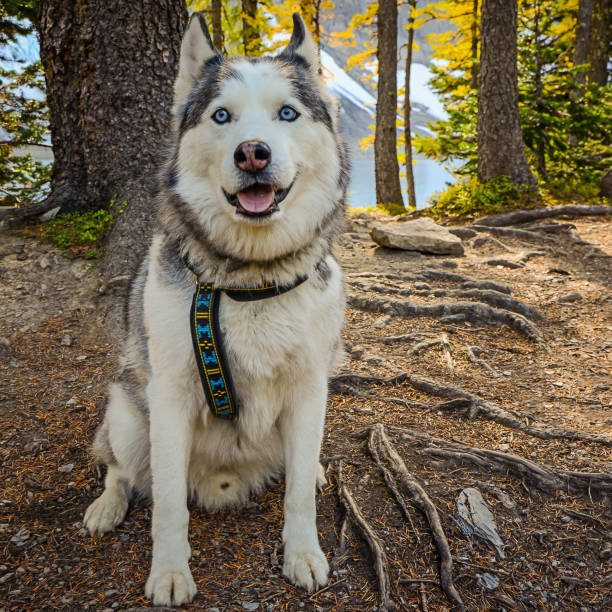 husky dog on a hike - floe lake imagens e fotografias de stock