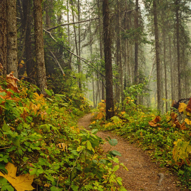 istock Hiking Trail Kootenay National Park Canada 963893244