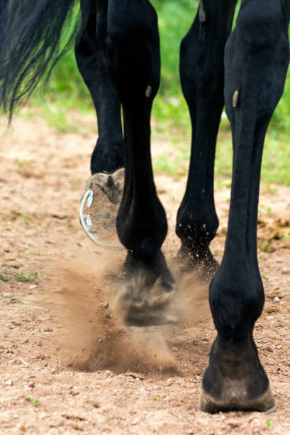 istock Horse Feet Racing 963896322
