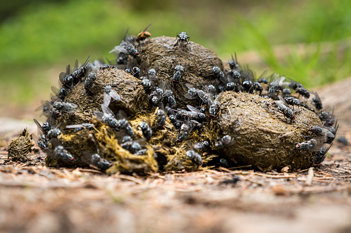 Many flies and insects on a pile of horse dung