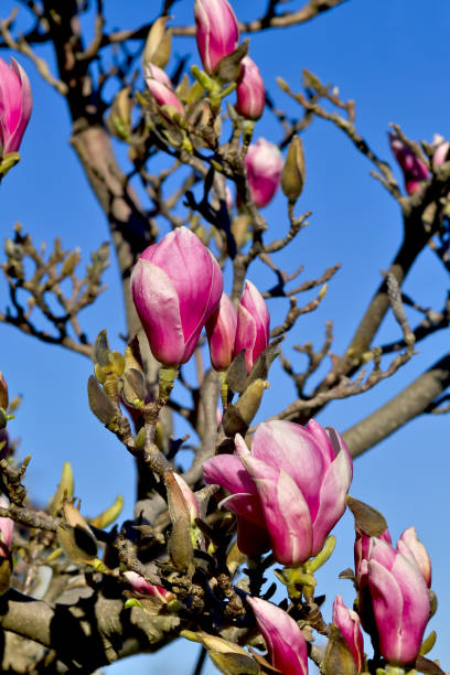 istock Magnolia (Magnolia), Magnoliaceae, buds and flowers in spring 963900050